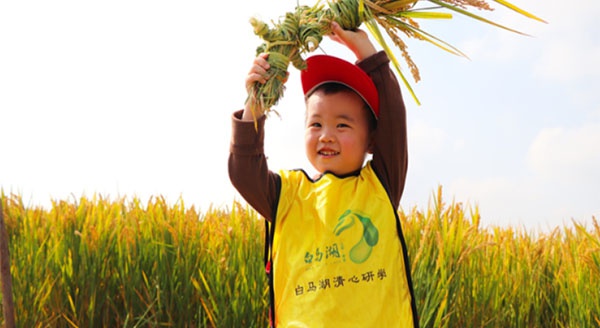 【白马湖清心研学】风吹稻浪，秋收正好~白马湖秋收大作战研学活动杰出回首